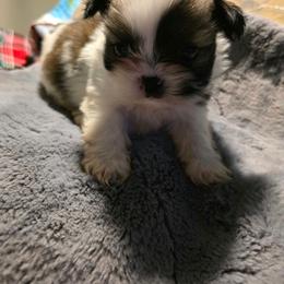 Jax - Black and white male Shih Tzu puppy in Bruceville, Indiana from Baby Girl’s Yorkies, Shih-Tzu, Shorkies
