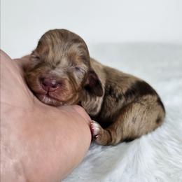 Chocolate and tan dapple female (3208.56) - Dapple female Dachshund puppy in Belle Rive, Illinois from Akin's Miniature Dachshunds, LLC
