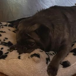 Pugs from Cherokee Pugs