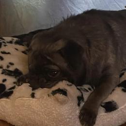 Pugs from Cherokee Pugs