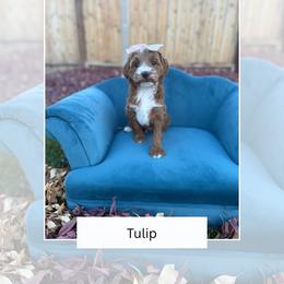 Tulip - Red  female Goldendoodle puppy in Las Vegas, Nevada from Bridges Goldendoodles