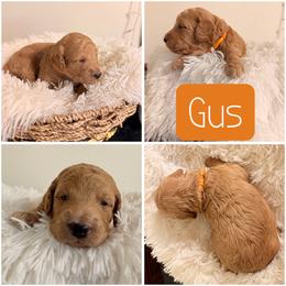 Gus aka Cody - Apricot male Goldendoodle puppy in Valdosta, Georgia from Designer Doodles of South GA