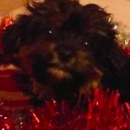 Bordoodles and Yorkshire Terriers from Julia Hettich's Yorkshires and Bordoodles