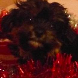 Bordoodles and Yorkshire Terriers from Julia Hettich's Yorkshires and Bordoodles