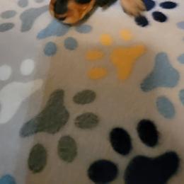 Dachshund Puppies from CLARK'S BREEDING PROGRAM