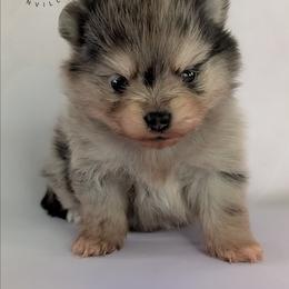 King - Blue merle male Pomeranian puppy in Fultonville, New York from Sandy Aussies & Pomeranians