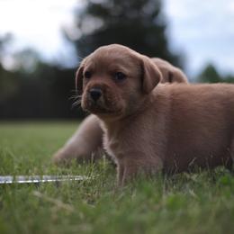 Jack Russell Terrier and Labrador Retriever Puppies from Canine Assist