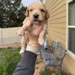 Dachshund Puppies from Sarah’s Dachshies
