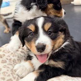 Boy 2 - Black tri male Miniature Australian Shepherd puppy in Arcadia, Indiana from Sunset Cowgirl Mini Aussies