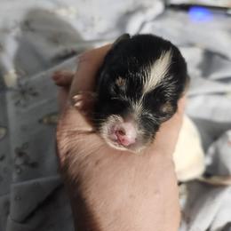 Rachelle - White black and tan female Papillon puppy in Fulton, Missouri from Papillon Love