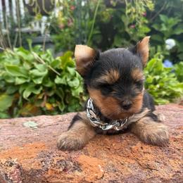 Boulder - Black and gold male Yorkshire Terrier puppy in Taylorsville, North Carolina from SilverLining highlands and hounds