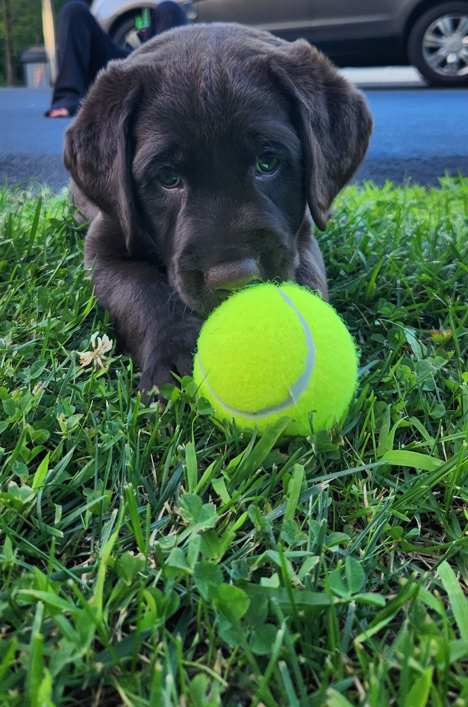 Labrador Retriever Puppies from Mac's Labradors
