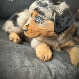 Sonora - Blue merle female Toy Australian Shepherd puppy in Virginia from P3 Kennel