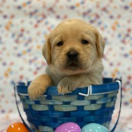 Galadriel - Yellow female Labrador Retriever puppy in Isle, Minnesota from Dog Ear Outfitters