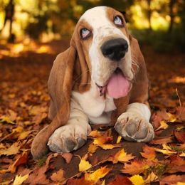 Basset Hound Puppies from Howlin Hounds