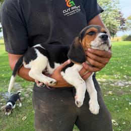 Boy 2 - Black fawn and white male Beagle puppy in Hudson, Michigan from Bachman’s Kennel