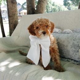 Red collar girl - Apricot female Goldendoodle puppy in Spokane, Washington from Beloved_doodles_WA