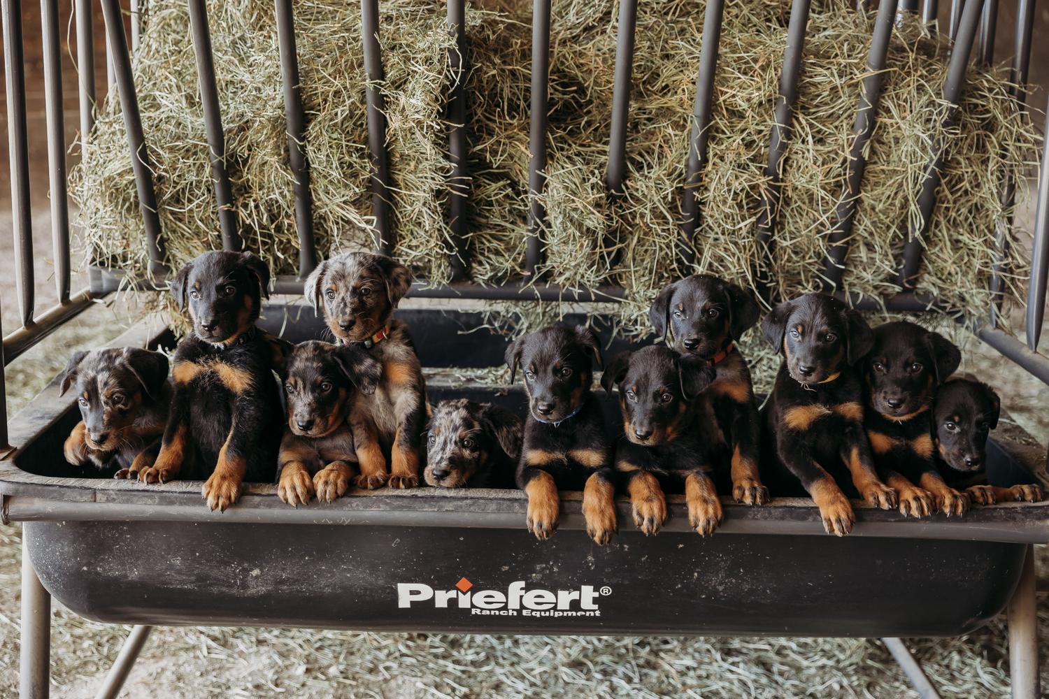 Litter of Beauceron puppies in a wagon 