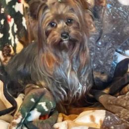 Chloe - Yorkshire Terrier
