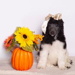 Ivy (Samantha) - Parti female Poodle puppy in Meadowbrook, California from Standard Poodle Pups