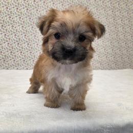 Huxley - Gold male Morkie puppy in Monticello, Iowa from Ashley’s Puppies