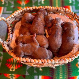 Girl 1 - Red  female Goldendoodle puppy in Kaufman, Texas from Teddy Doods: Goldendoodles & Poodles