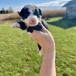 Panda - Black female Goldendoodle puppy in Upper Sandusky, Ohio from Rock Run Homestead