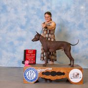 Sapo - Xoloitzcuintli