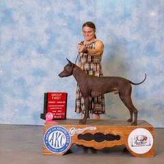 Sapo - Xoloitzcuintli