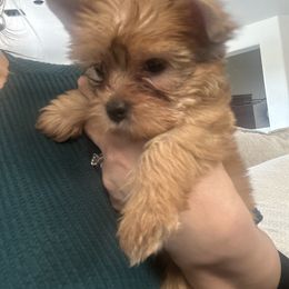 Yorkshire Terrier Puppies from Sugar & Spice Yorkies