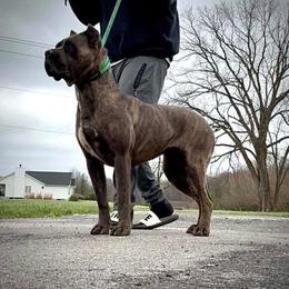 Cane Corso puppies from Bellissima Cala Cane Corso