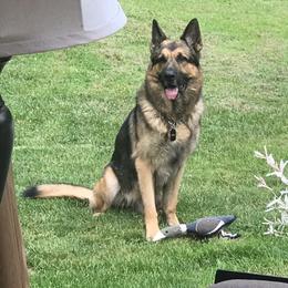 Ian - German Shepherd
