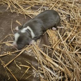 Girl 1 - Brown American Bully puppy in New Effington, South Dakota from Shane's Pups