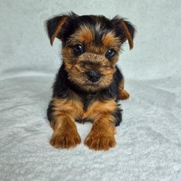 Oliver - Black and tan male Yorkshire Terrier puppy in Blacksburg, South Carolina from Hess Pooches LLC