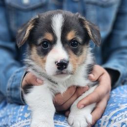Ash - Black and tan male Pembroke Welsh Corgi puppy in Sidney, Ohio from Cozy Corgi Ranch