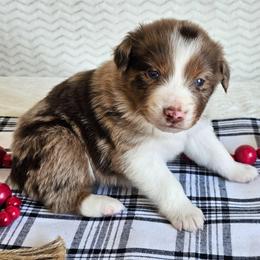 Remington - Red merle male Australian Shepherd puppy in Mountain Grove, Missouri from K Bar H Farms