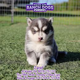 Jared - Blue male Pomsky puppy in Humeston, Iowa from M.A.R. Dogs