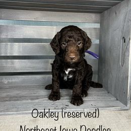 Oakley - Chocolate female Goldendoodle puppy in Cedar Falls, Iowa from Northeast Iowa Doodles