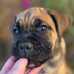 Thanos - Fawn male Cane Corso puppy in Bangs, Texas from HOUSE OF HALL CANE CORSOS