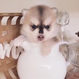 Parsnip - Tri-color female Pomsky puppy in Sand Coulee, Montana from Big Sky Pomskies