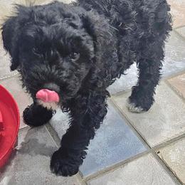 Fergie - Black and white female Portuguese Water Dog puppy in Hammonton, New Jersey from Jersey Girls Portuguese Water Dogs