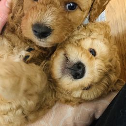 Bernedoodle and Goldendoodle Puppies from Cottrell’s Poodles & Doodles
