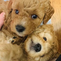 Bernedoodle and Goldendoodle Puppies from Cottrell’s Poodles & Doodles