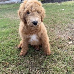 Goldendoodle Puppies from Johnson & Co Doodles