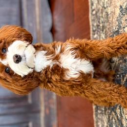 Goldendoodles and Poodles from Wright Doodles & Poodles