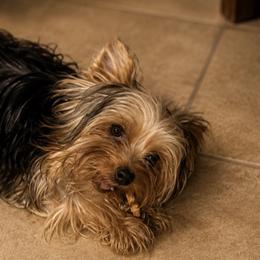 Maltese and Yorkshire Terriers from Teacup Yorkie Love