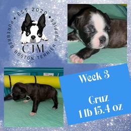 Cruz - Black brindle and white male Boston Terrier puppy in Jupiter, Florida from CJM Boston and Boxer Puppies
