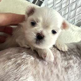 Maltese Puppies from Platinum Dunes Maltese Kennel