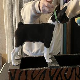 Basenji Puppies from TAKARI’S Basenjis