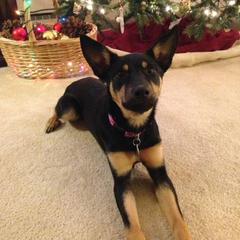 Lancashire Heeler All Grown Up from Quickheels